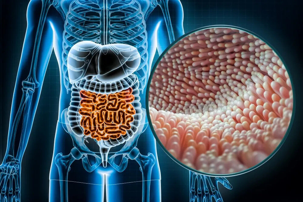 Heal the Gut Lining Naturally