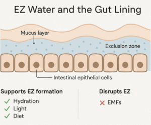 Gut lining health