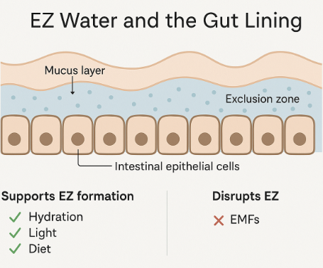 Gut lining health